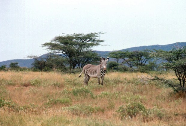 turkana safari gravy zebra