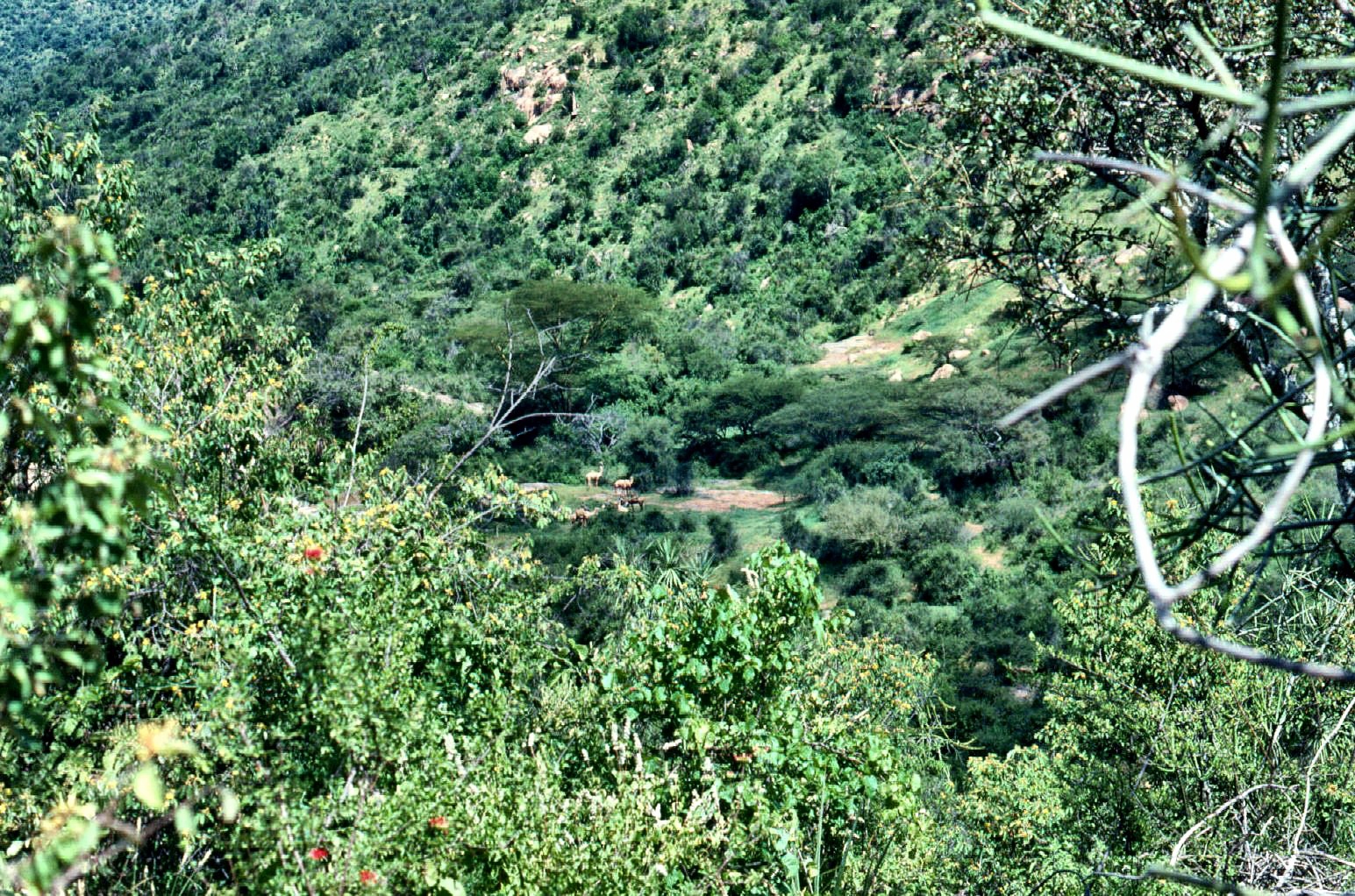 camel safari 5 copy 2