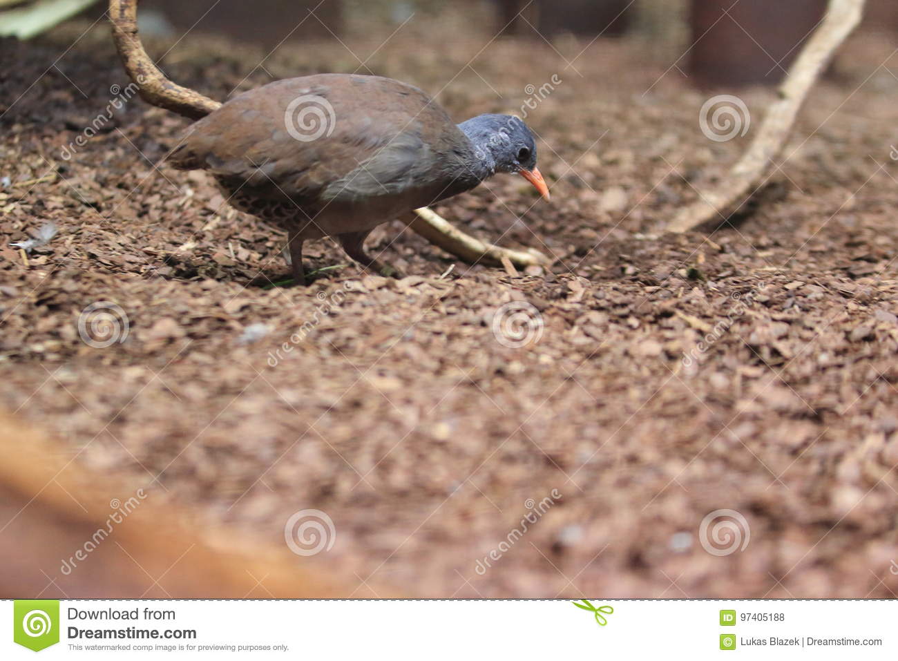 tataupa-tinamou-strolling-soil-97405188