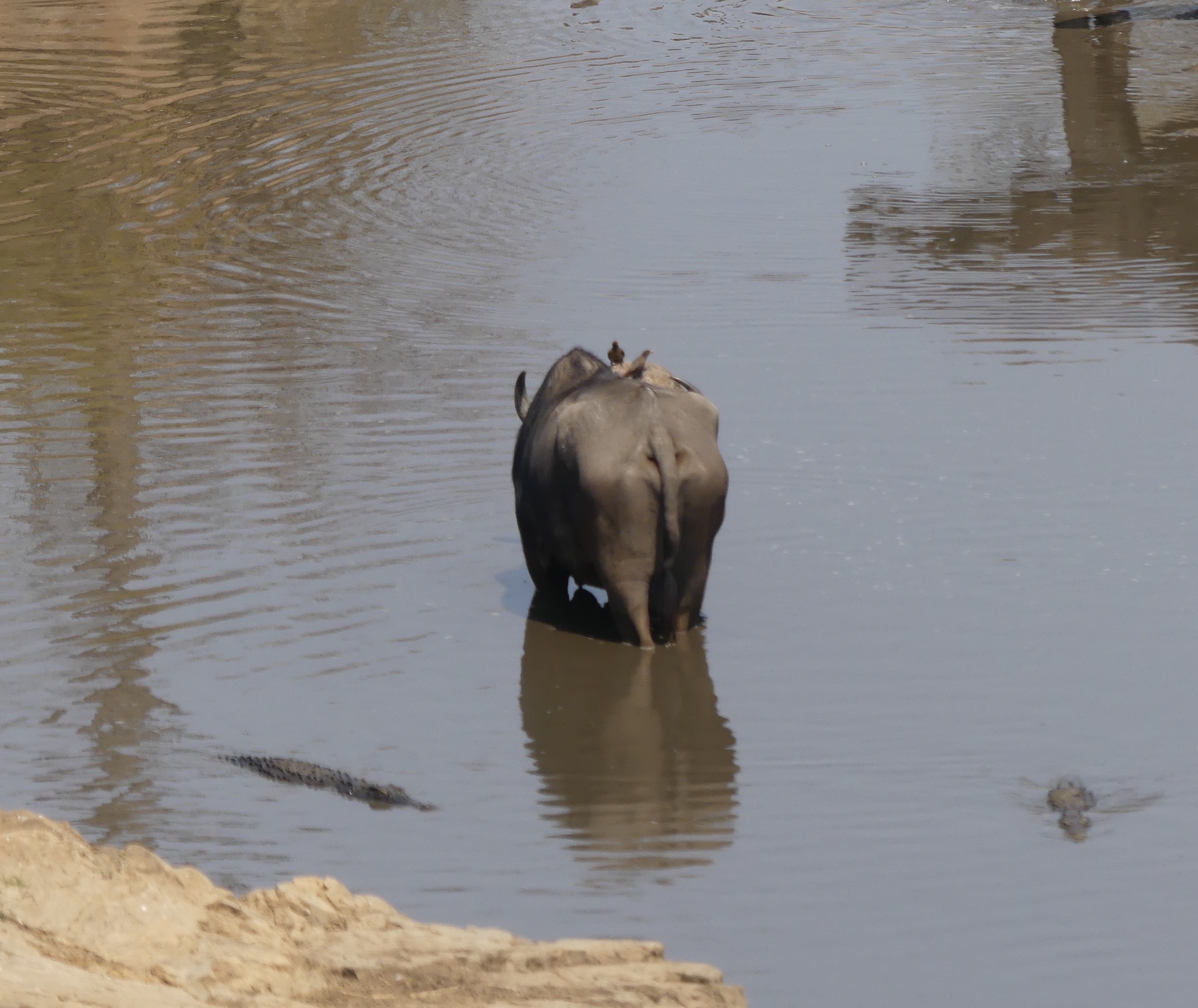 Buffalo-crocodile interaction